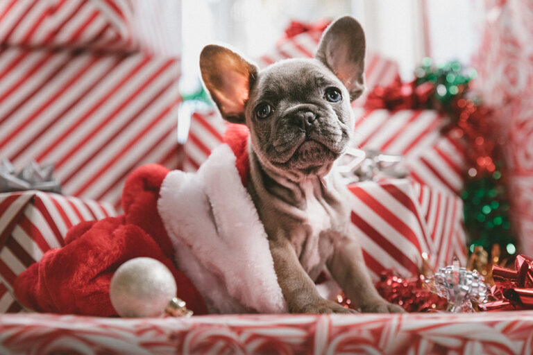 Protect Your Pets From Potential Hazards This Holiday Season