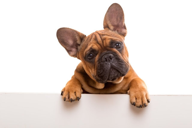 Why Year-Round Heartworm Prevention Is Important