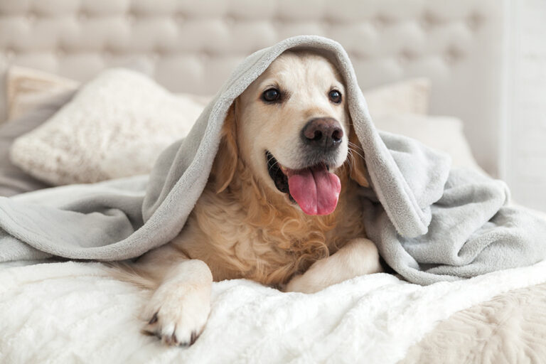 Pet Cold Weather Safety Tips for Dogs and Cats