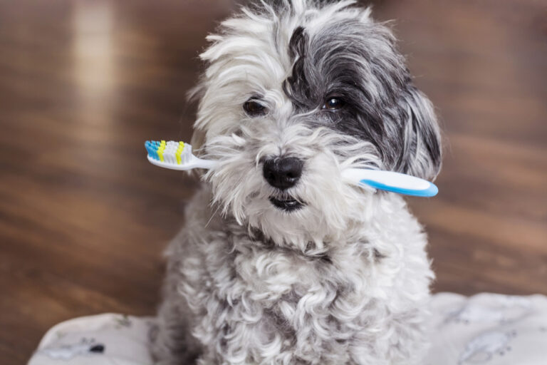 What to Expect in Your Pet’s Dental Treatment