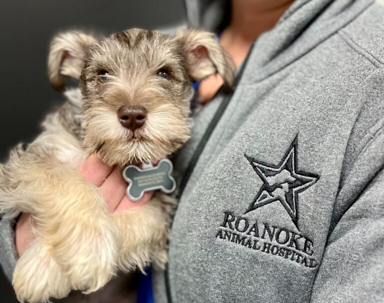 Roanoke Animal Hospital Wins ‘Best of Virginia 2021’ Award